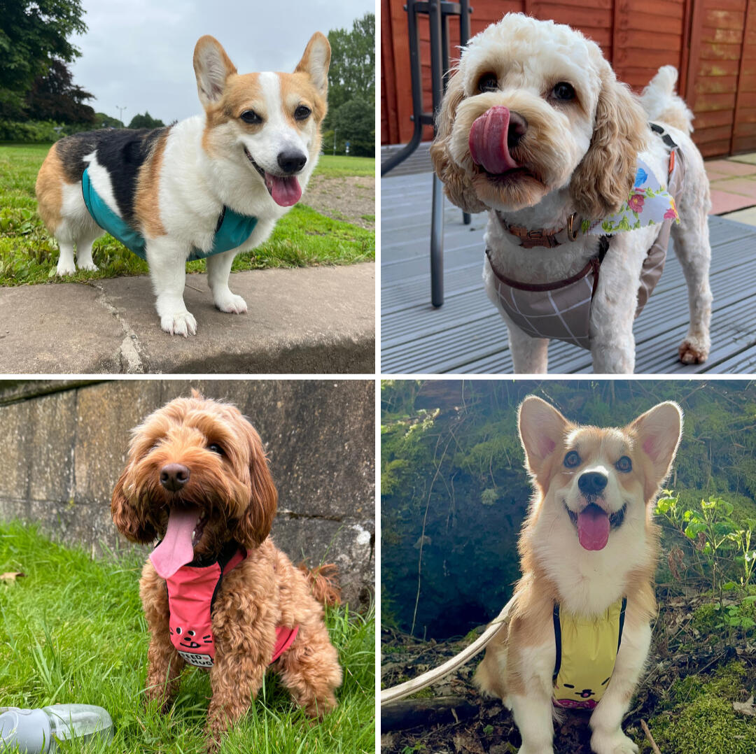 Waterproof dog belly vest for Corgis